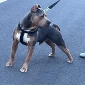 Meet your Posher, Cody